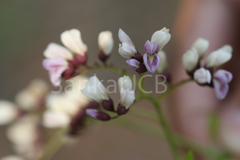 Dalbergia paniculata